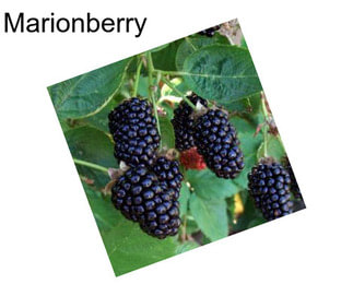 Marionberry