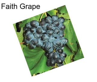 Faith Grape