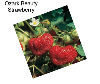 Ozark Beauty Strawberry