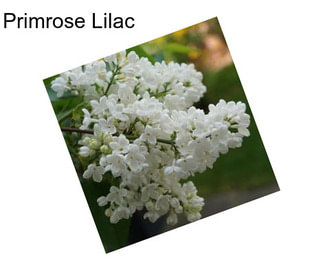 Primrose Lilac