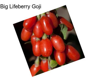 Big Lifeberry Goji