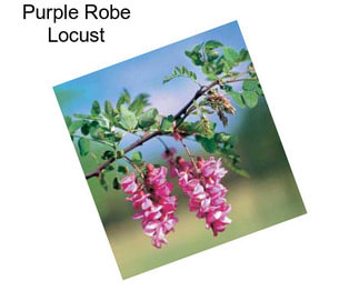 Purple Robe Locust