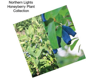 Northern Lights Honeyberry Plant Collection