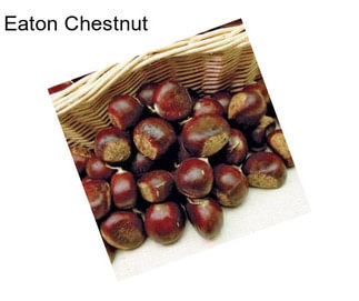 Eaton Chestnut