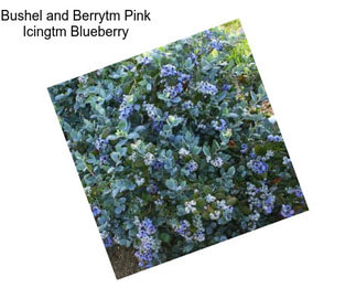 Bushel and Berrytm Pink Icingtm Blueberry