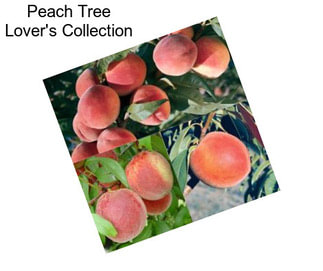 Peach Tree Lover\'s Collection