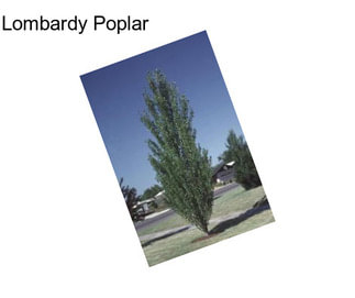 Lombardy Poplar