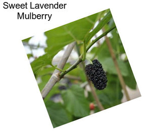 Sweet Lavender Mulberry