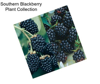 Southern Blackberry Plant Collection