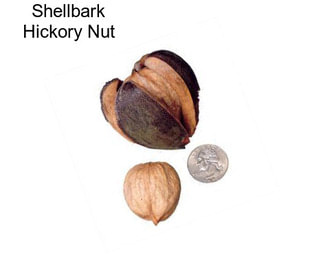 Shellbark Hickory Nut