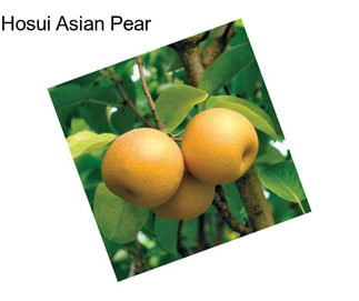 Hosui Asian Pear