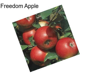 Freedom Apple