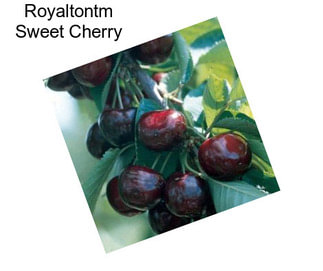 Royaltontm Sweet Cherry