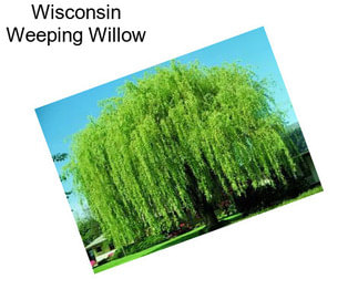 Wisconsin Weeping Willow