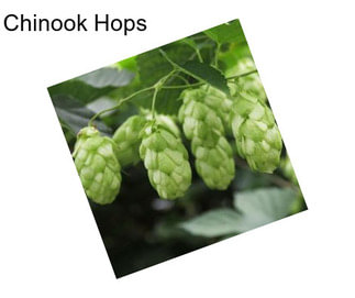 Chinook Hops