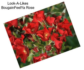 Look-A-Likes BougainFeelYa Rose