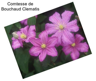 Comtesse de Bouchaud Clematis