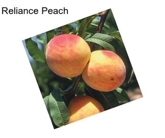 Reliance Peach