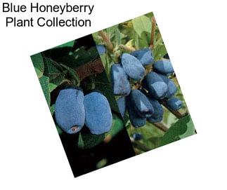 Blue Honeyberry Plant Collection