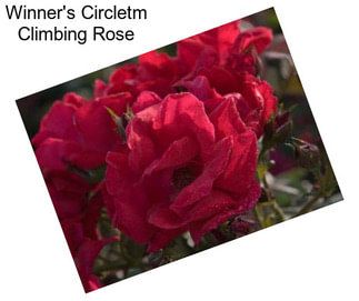 Winner\'s Circletm Climbing Rose