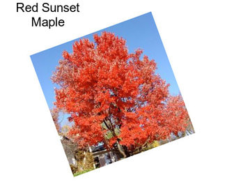 Red Sunset Maple