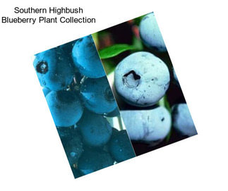 Southern Highbush Blueberry Plant Collection