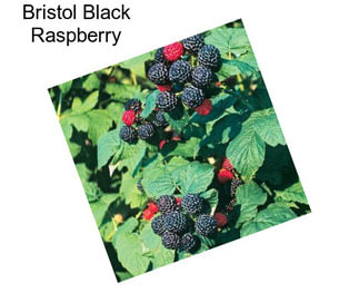 Bristol Black Raspberry