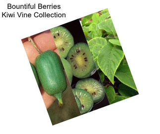 Bountiful Berries Kiwi Vine Collection