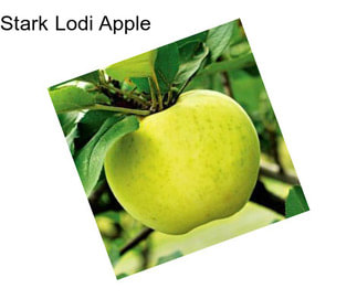 Stark Lodi Apple