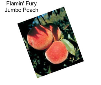 Flamin\' Fury Jumbo Peach