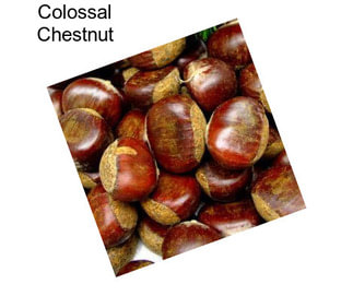 Colossal Chestnut