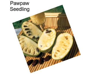 Pawpaw Seedling