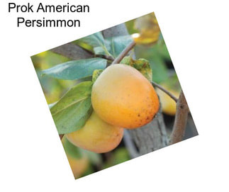 Prok American Persimmon