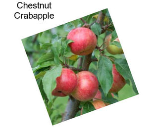 Chestnut Crabapple