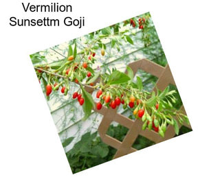 Vermilion Sunsettm Goji