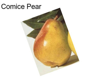 Comice Pear