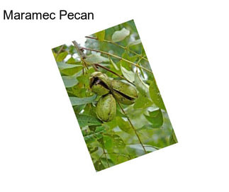 Maramec Pecan