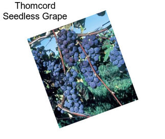 Thomcord Seedless Grape