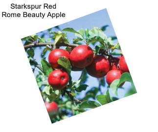 Starkspur Red Rome Beauty Apple