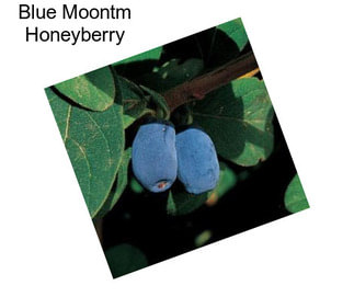 Blue Moontm Honeyberry