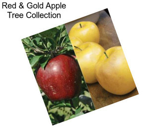 Red & Gold Apple Tree Collection