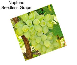 Neptune Seedless Grape