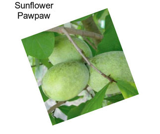 Sunflower Pawpaw