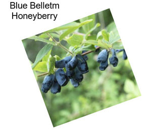 Blue Belletm Honeyberry