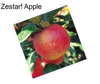 Zestar! Apple