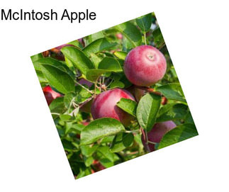 McIntosh Apple