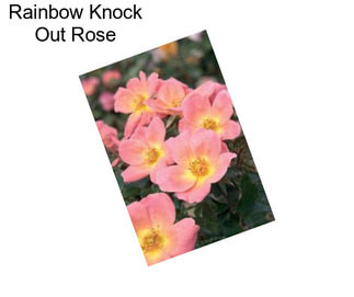 Rainbow Knock Out Rose