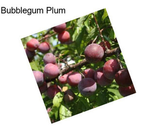 Bubblegum Plum