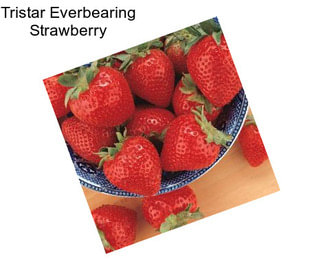 Tristar Everbearing Strawberry
