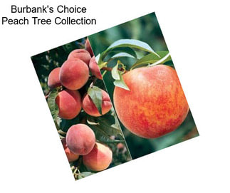 Burbank\'s Choice Peach Tree Collection